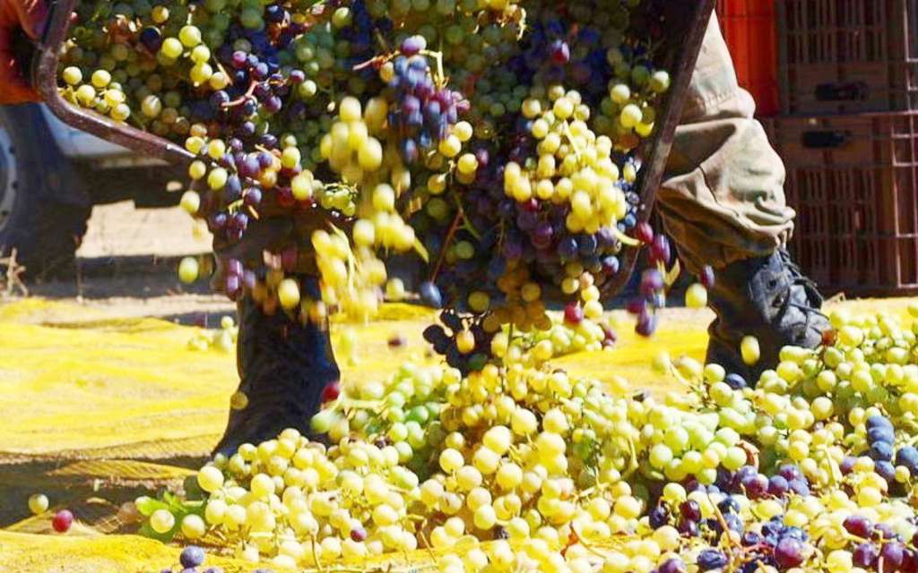 commandaria harvest grapes