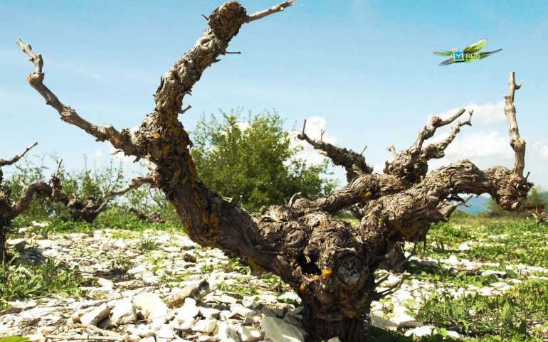 Vouni hike | a nature of wine