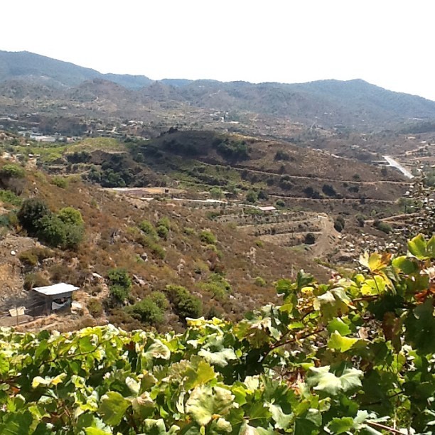 cyprus wine region