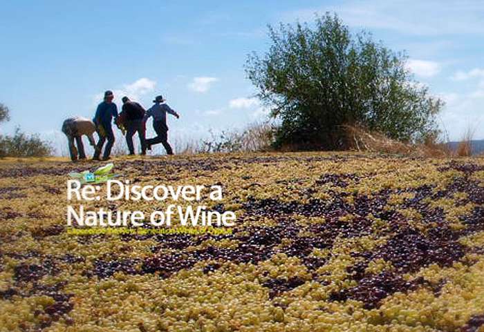 In touch with Cyprus original vitiviniculture