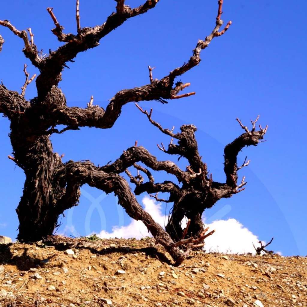 cyprus vineyards coming out of dormancy