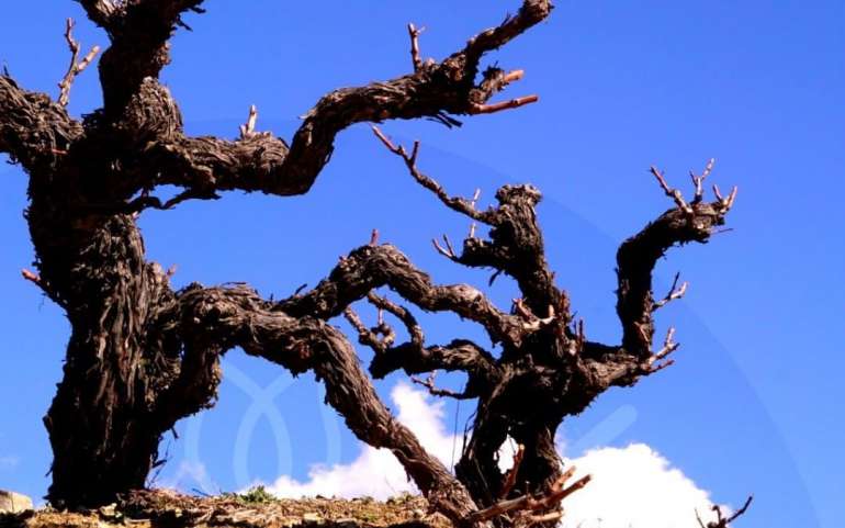 Cyprus Vines expressive awakening