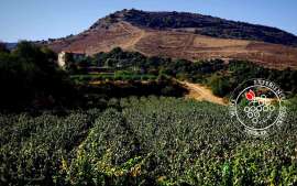 Open vineyards – Cyprus Wine in Sight