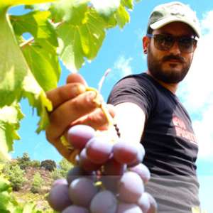 soul searching Cypriot viticulture